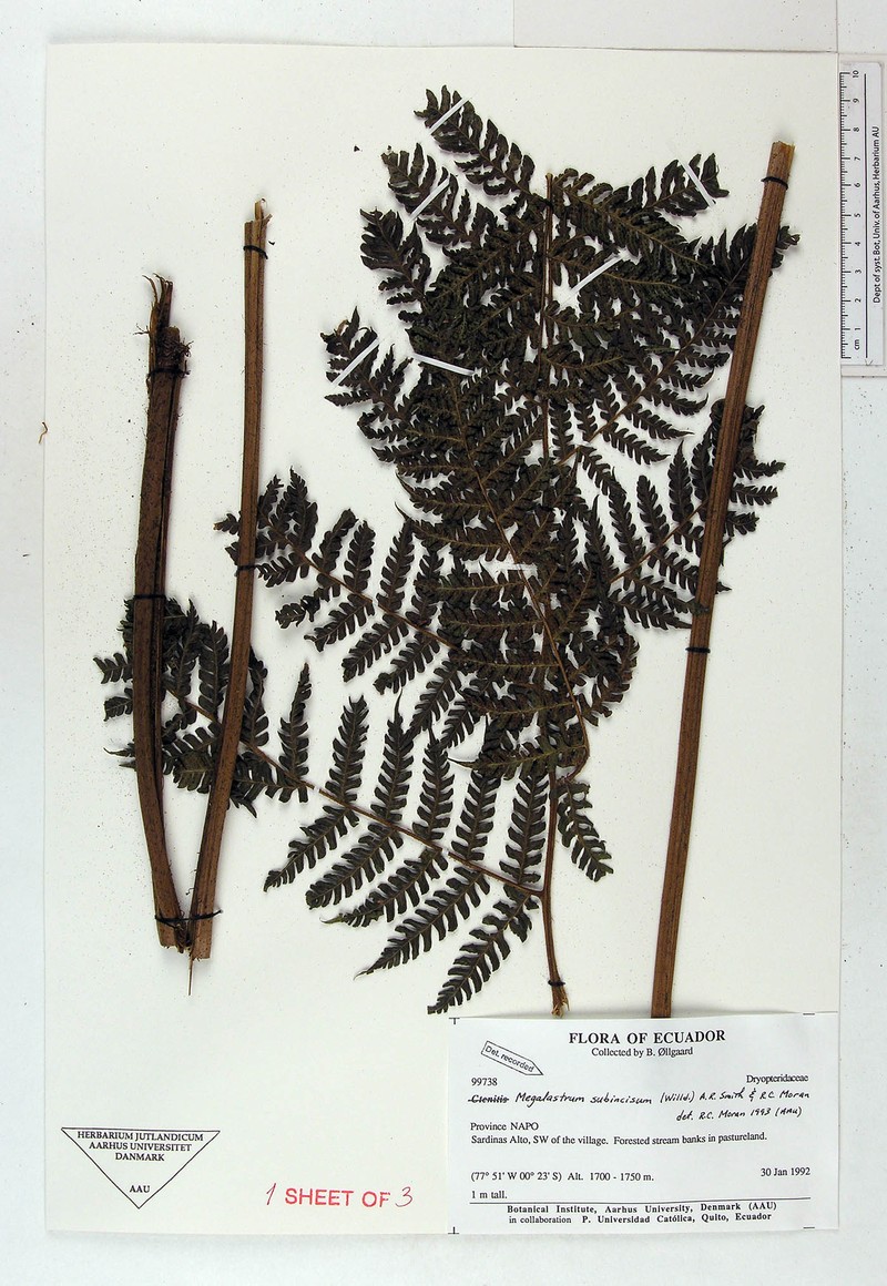 Megalastrum pubirhachis photo 2