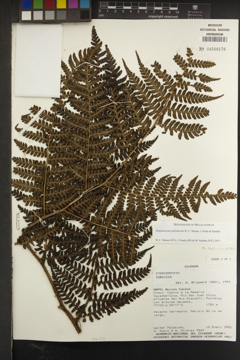 Megalastrum pubirhachis photo 3
