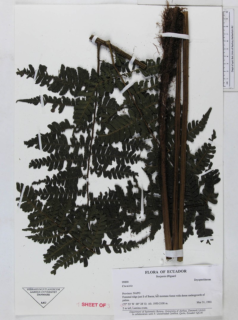 Megalastrum pubirhachis photo 4