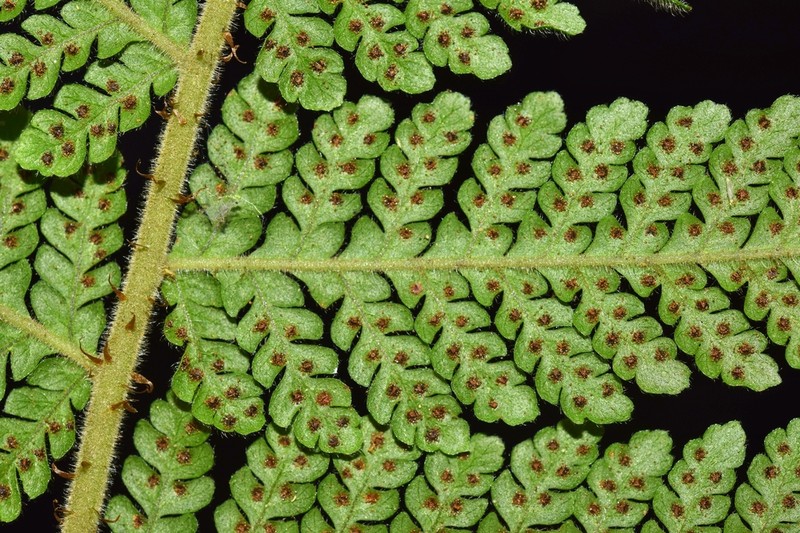 Megalastrum pulverulentum
