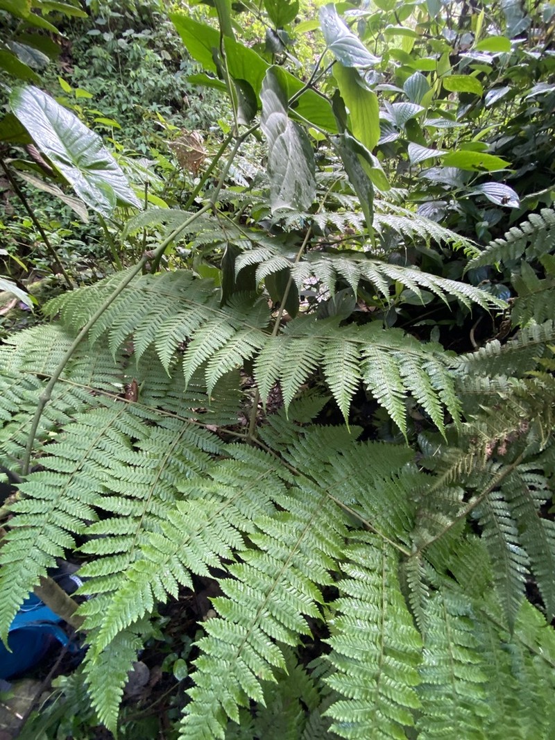 Megalastrum pulverulentum photo 2