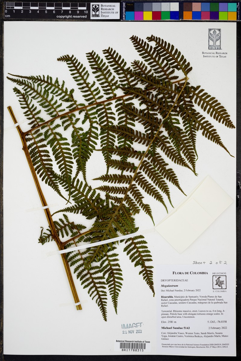Megalastrum pulverulentum photo 3