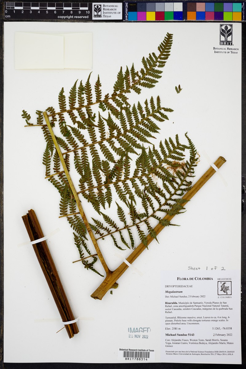 Megalastrum pulverulentum photo 4