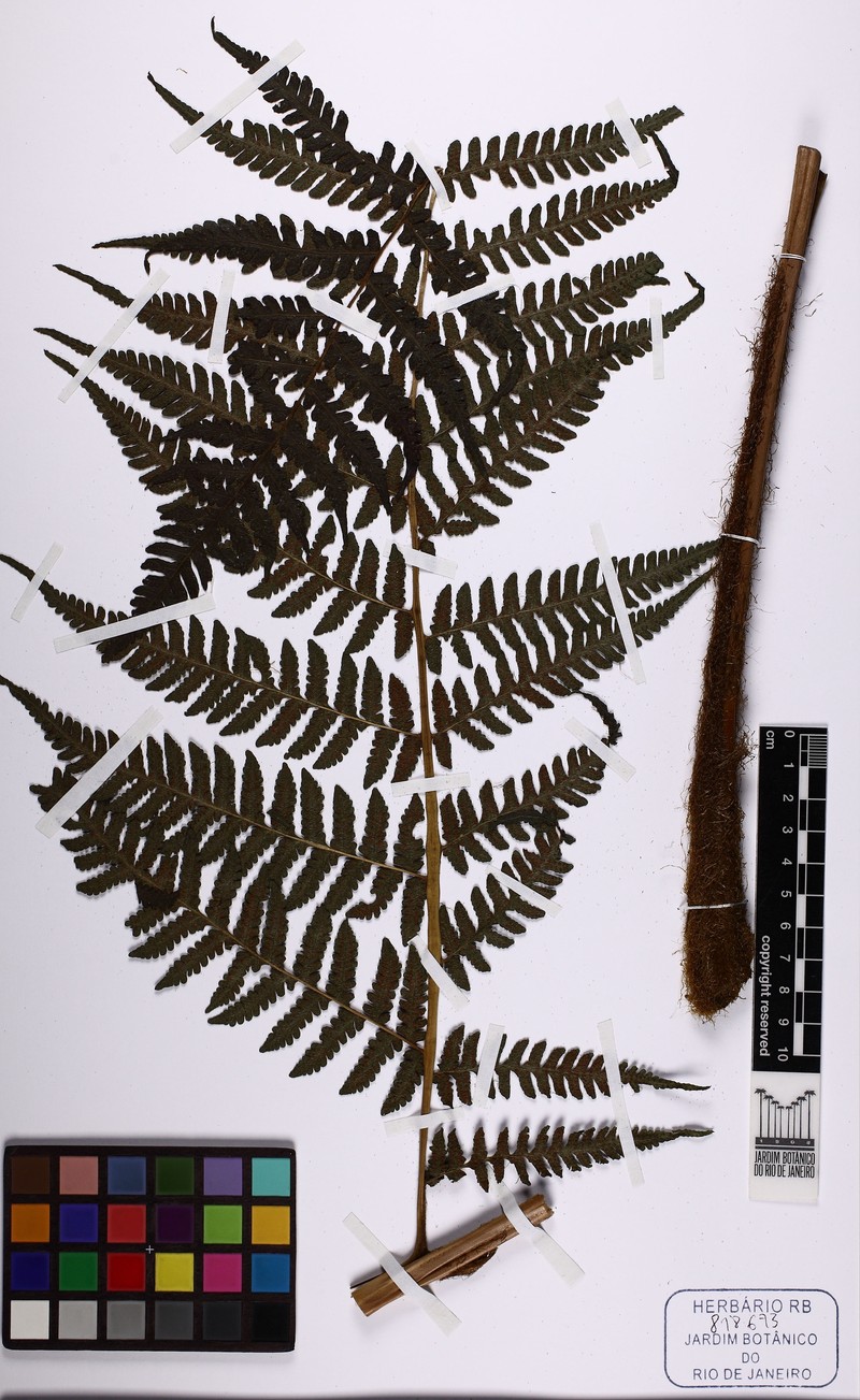 Megalastrum pulverulentum photo 5