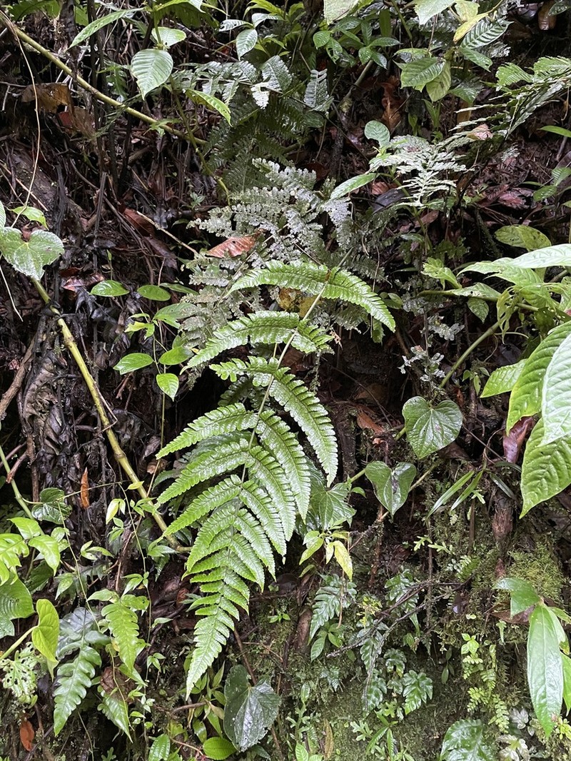 Megalastrum reductum