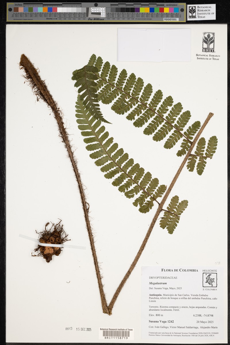 Megalastrum reductum photo 2
