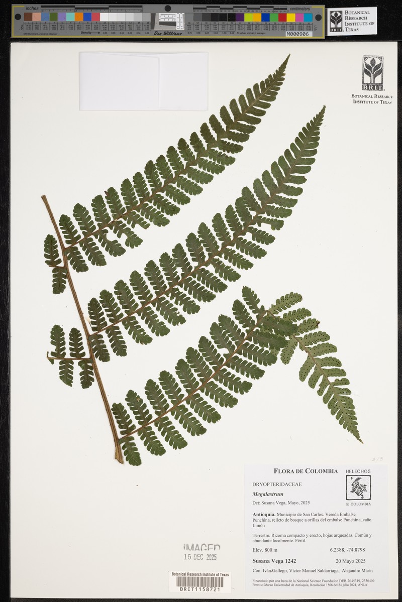 Megalastrum reductum photo 3