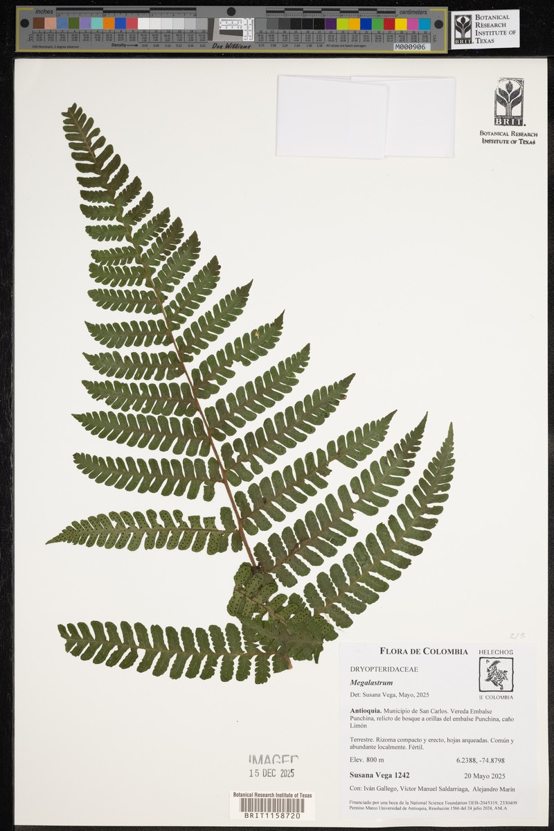 Megalastrum reductum photo 4