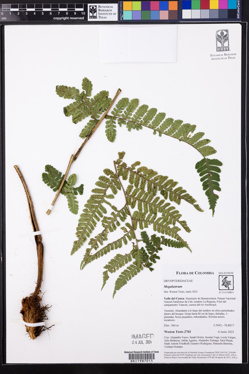 Megalastrum reductum photo 5