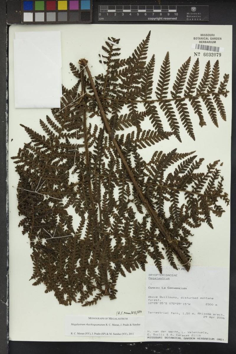 Megalastrum rhachisquamatum