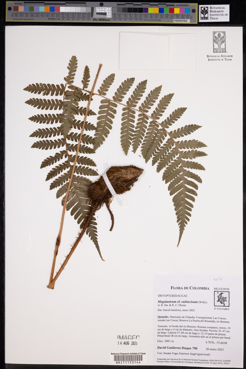 Megalastrum rupicola