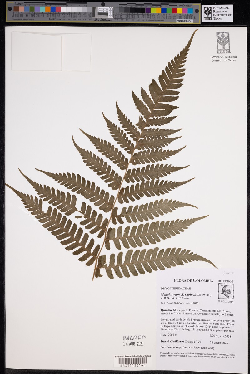 Megalastrum rupicola photo 2