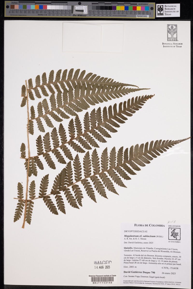Megalastrum rupicola photo 3