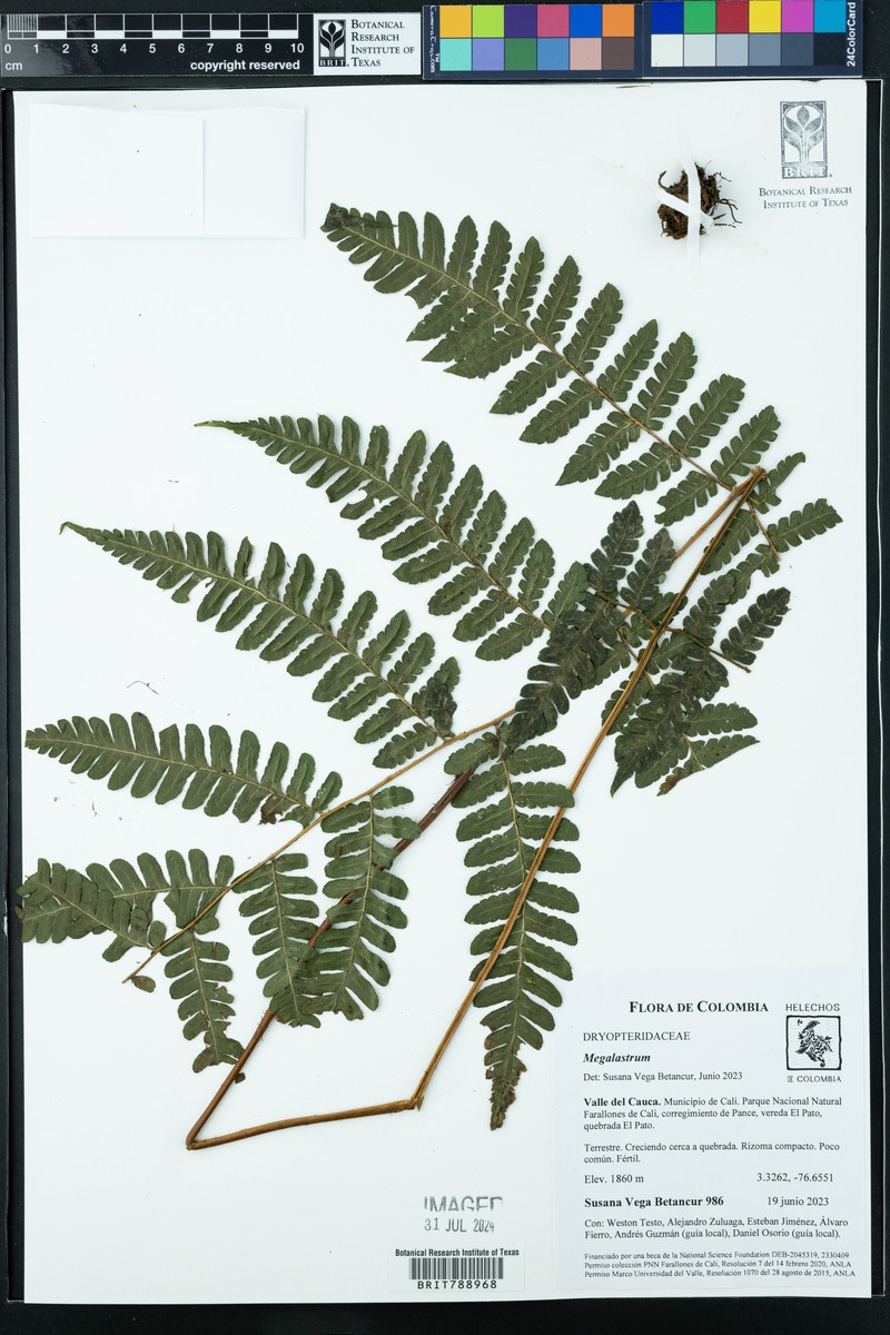 Megalastrum rupicola photo 4