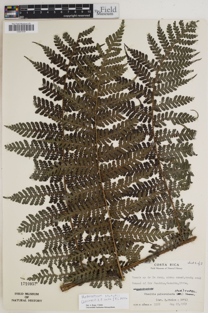 Megalastrum skutchii