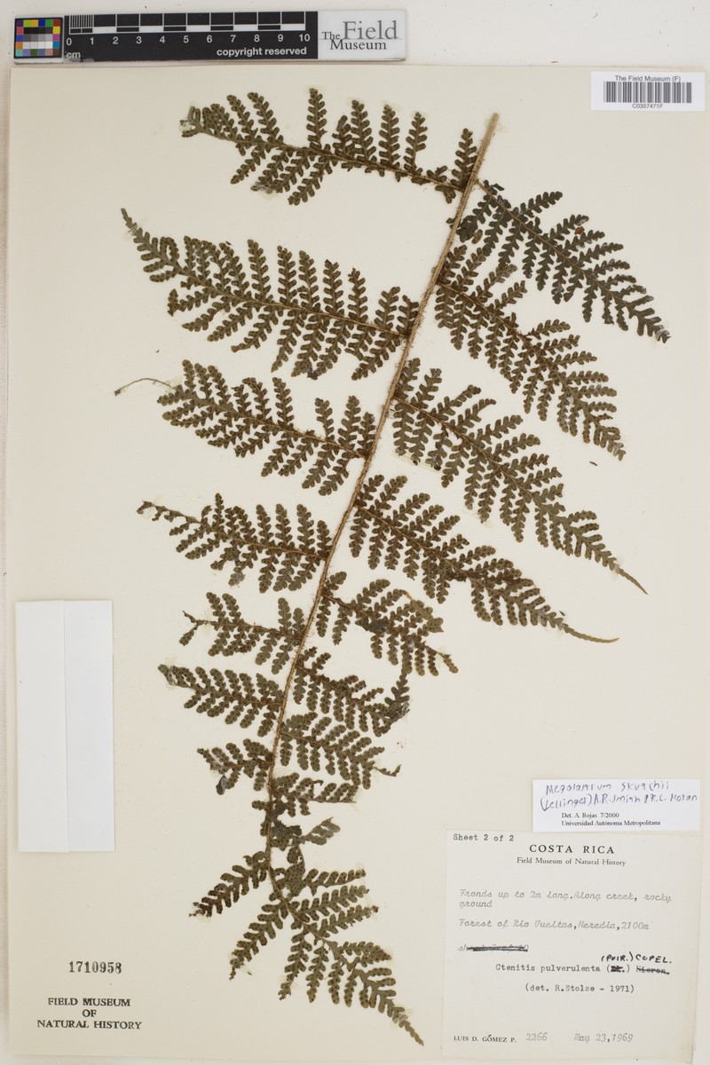 Megalastrum skutchii photo 2