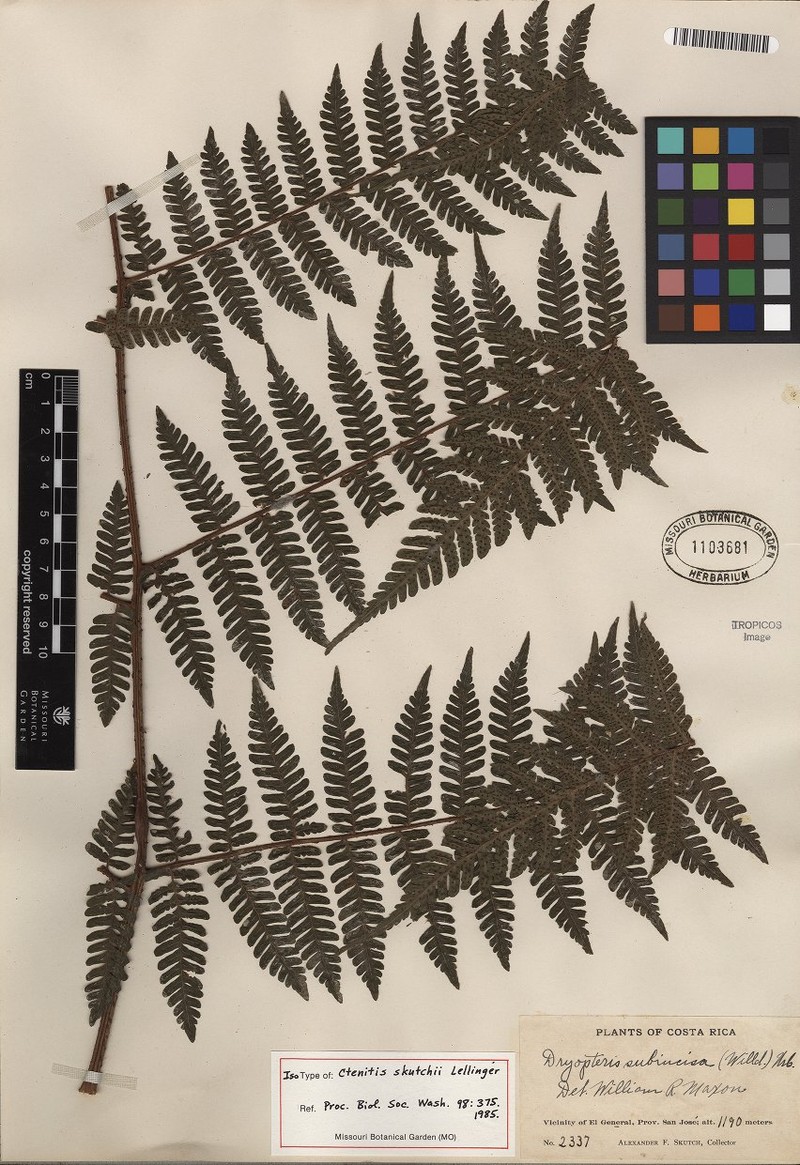 Megalastrum skutchii photo 3