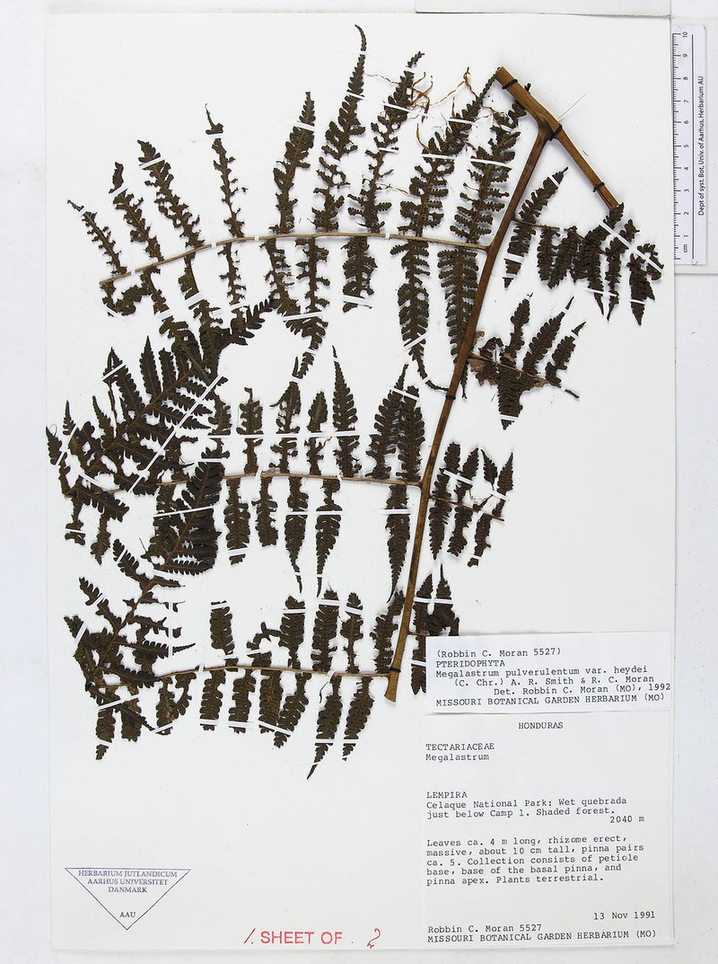 Megalastrum sparsipilosum