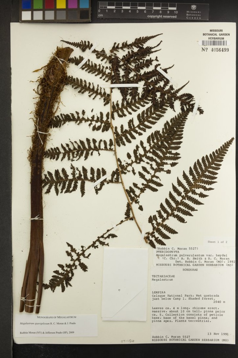 Megalastrum sparsipilosum photo 2
