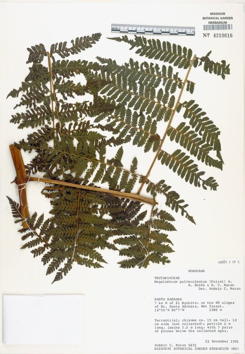 Megalastrum sparsipilosum photo 3