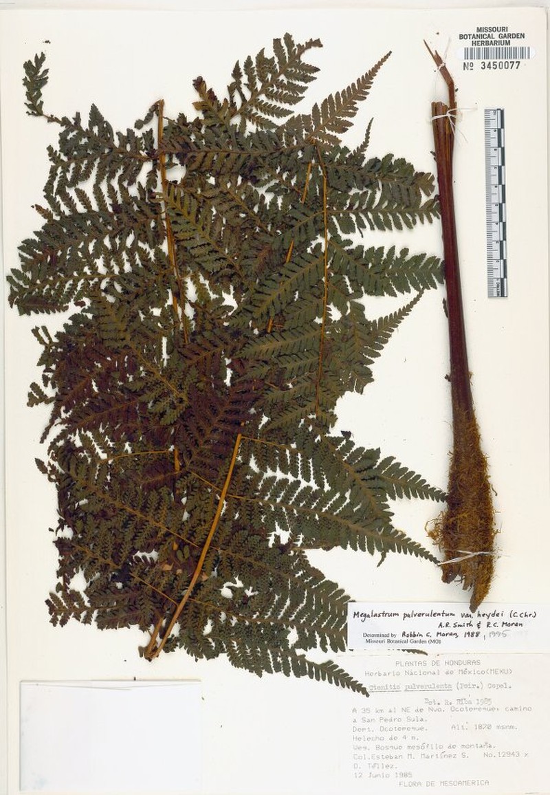 Megalastrum sparsipilosum photo 4