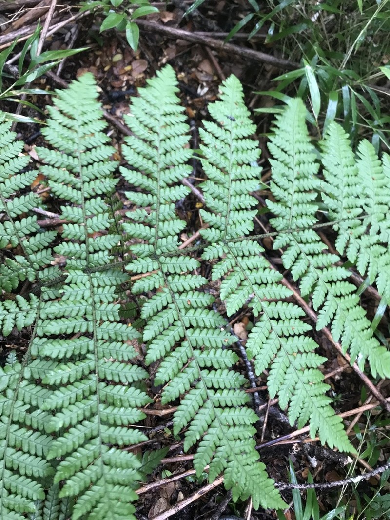 Megalastrum spectabile