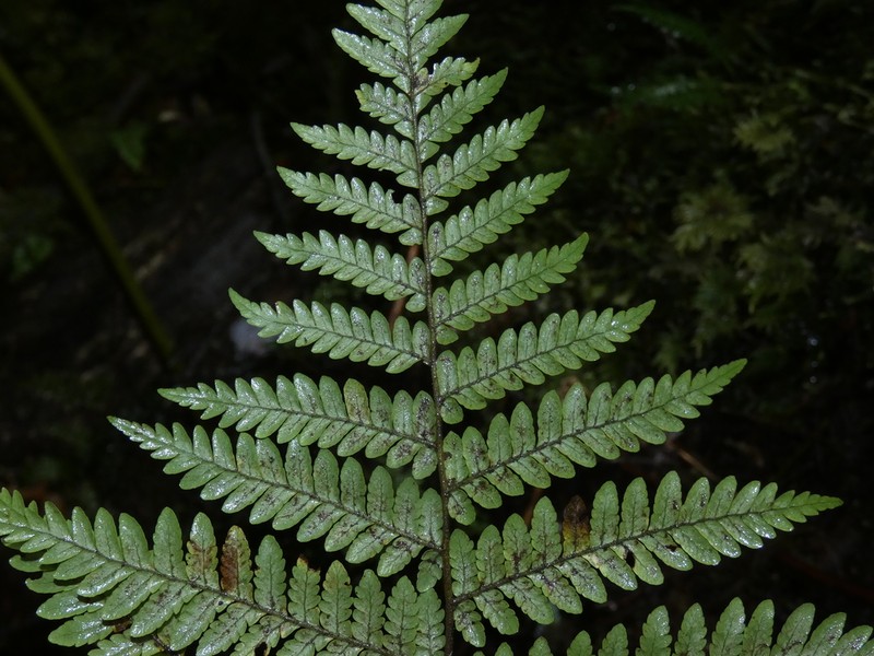 Megalastrum spectabile photo 5