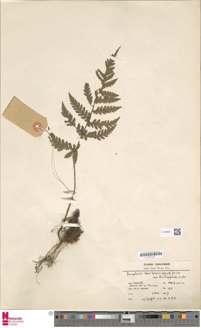 Megalastrum spectabile var. phillipianum