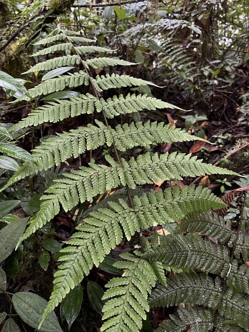 Megalastrum squamosissimum