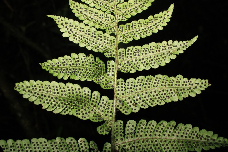 Megalastrum squamosissimum photo 2