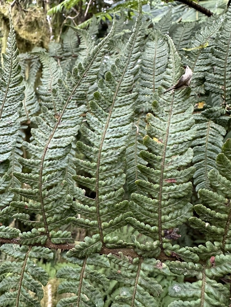 Megalastrum squamosissimum photo 3