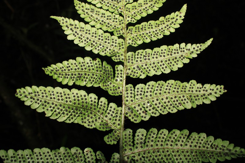 Megalastrum squamosissimum photo 4