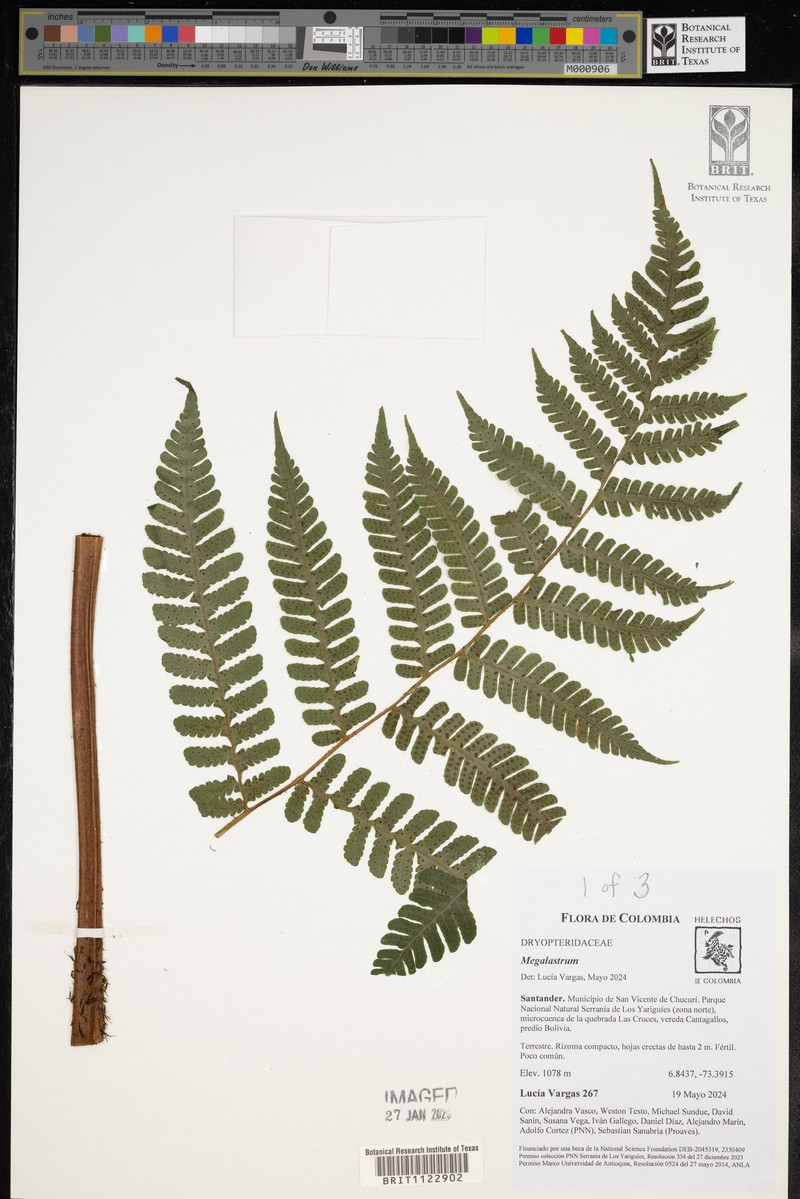 Megalastrum squamosissimum photo 5