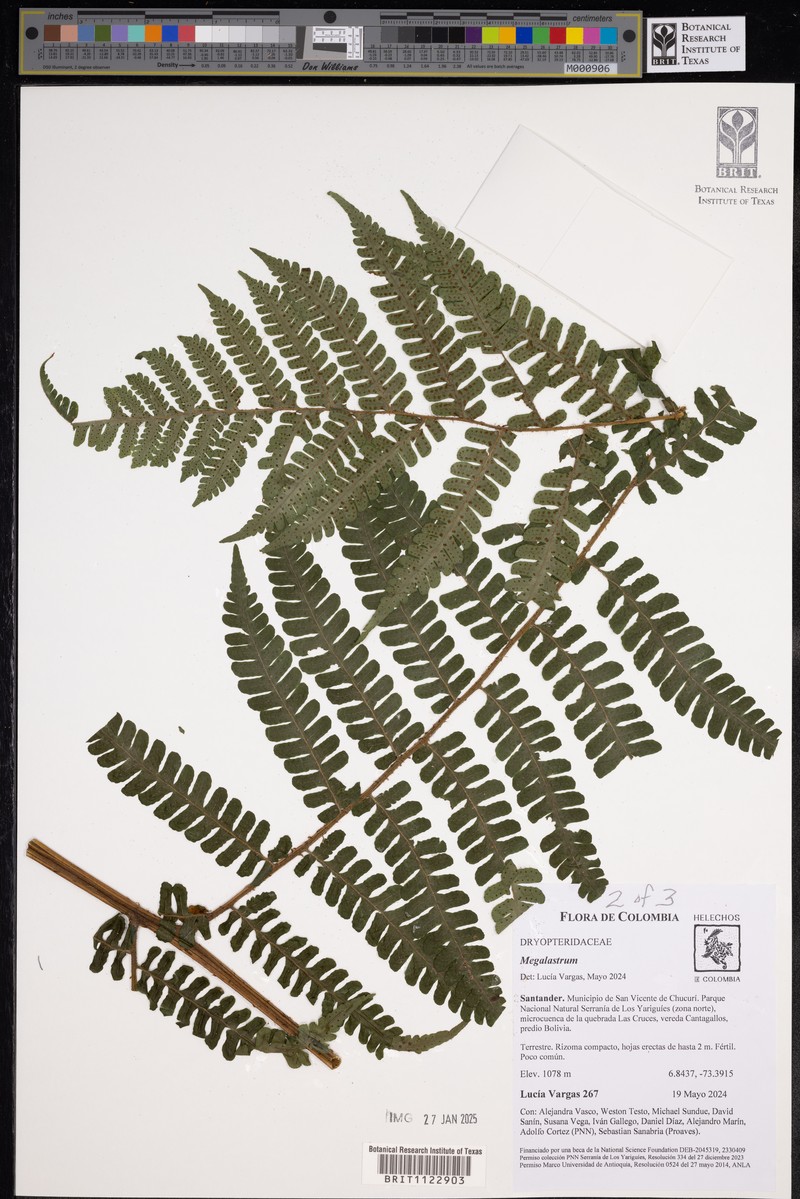 Megalastrum squamosissimum photo 6