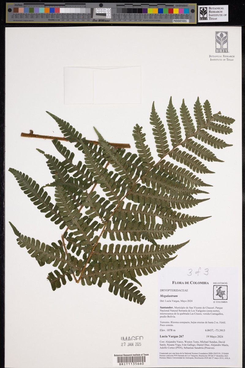 Megalastrum squamosissimum photo 7