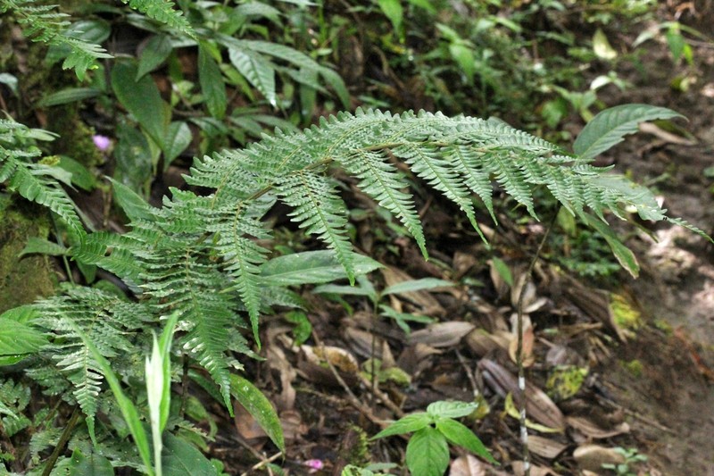 Megalastrum subincisum photo 4