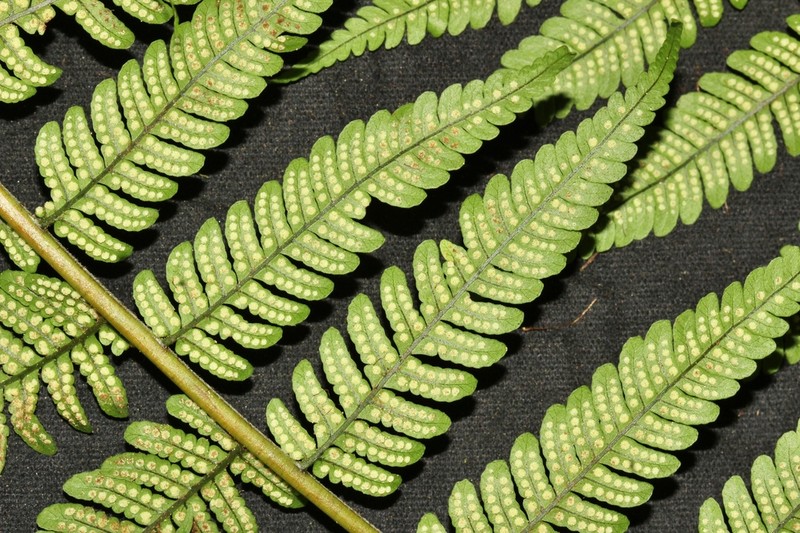 Megalastrum subincisum photo 5