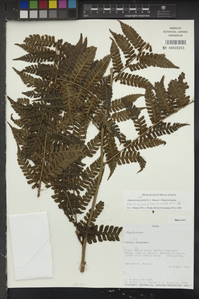 Megalastrum subtile