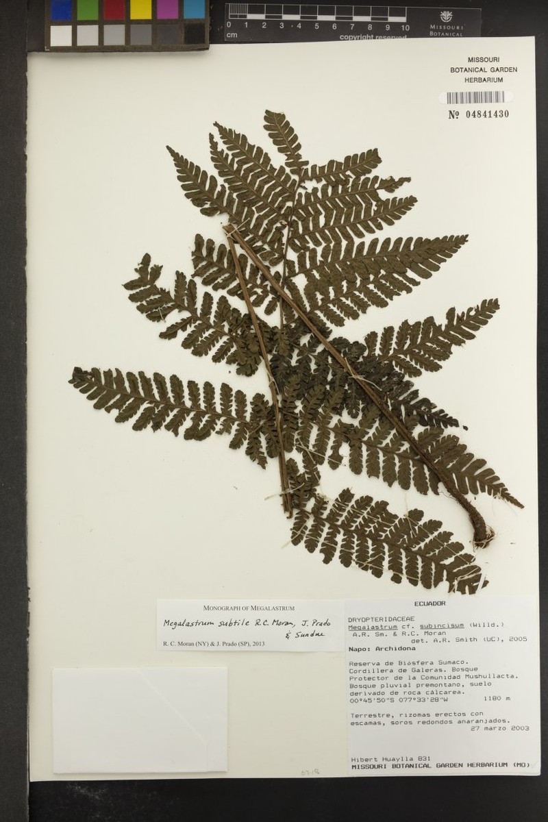 Megalastrum subtile photo 2