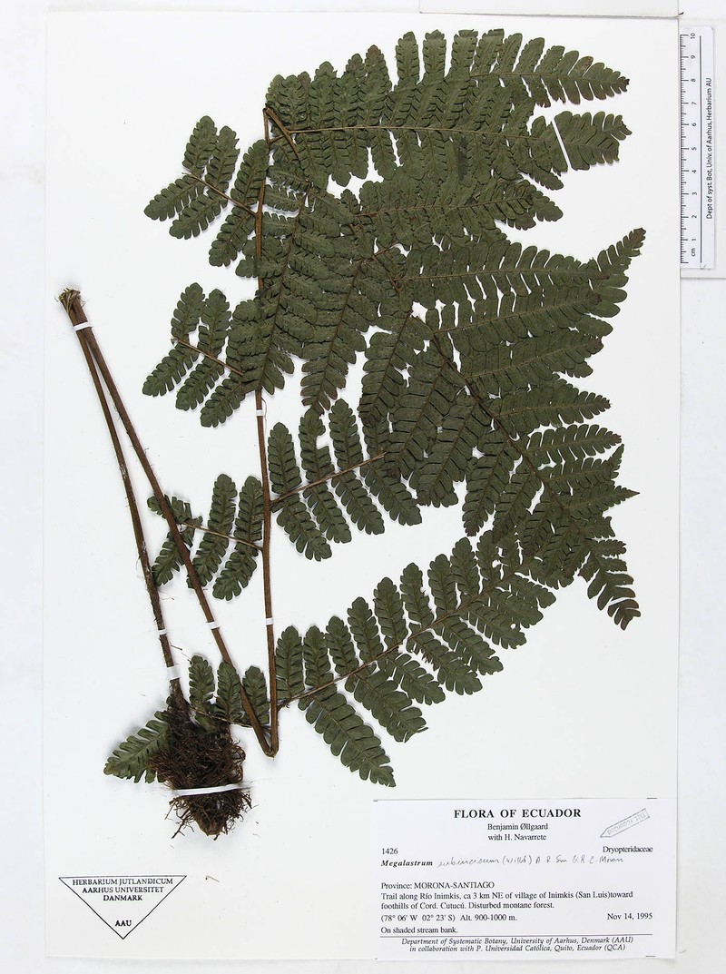 Megalastrum subtile photo 3