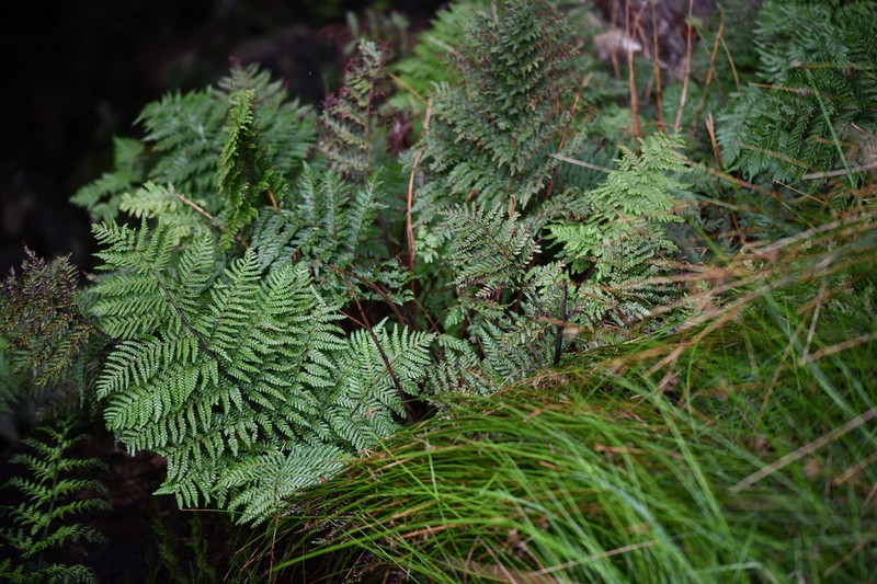 Megalastrum taafense