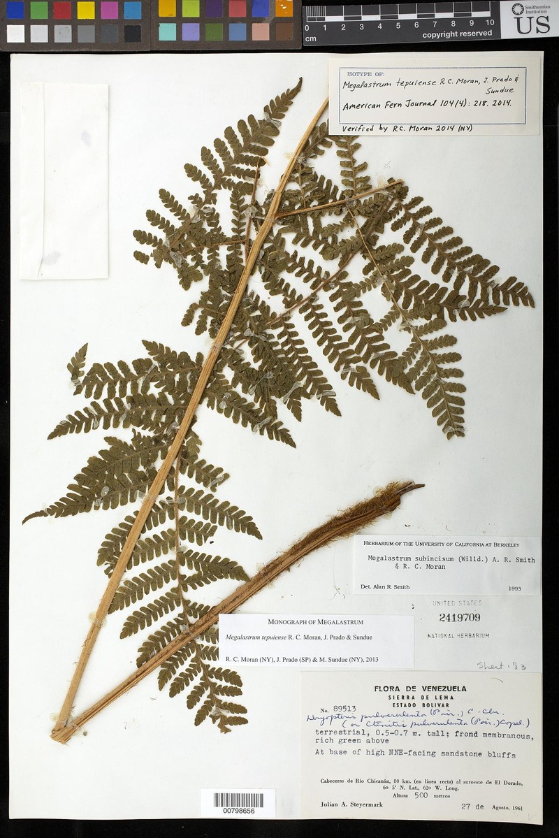 Megalastrum tepuiense