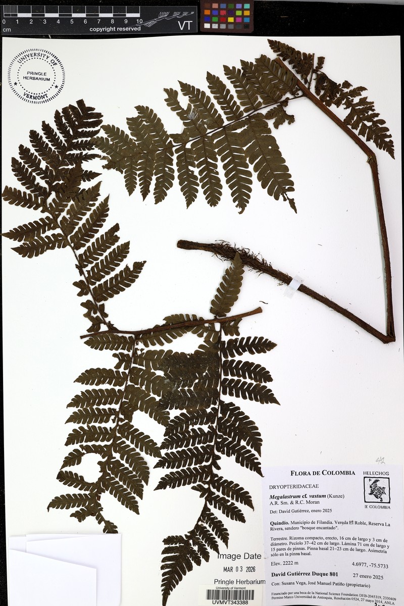 Megalastrum vastum