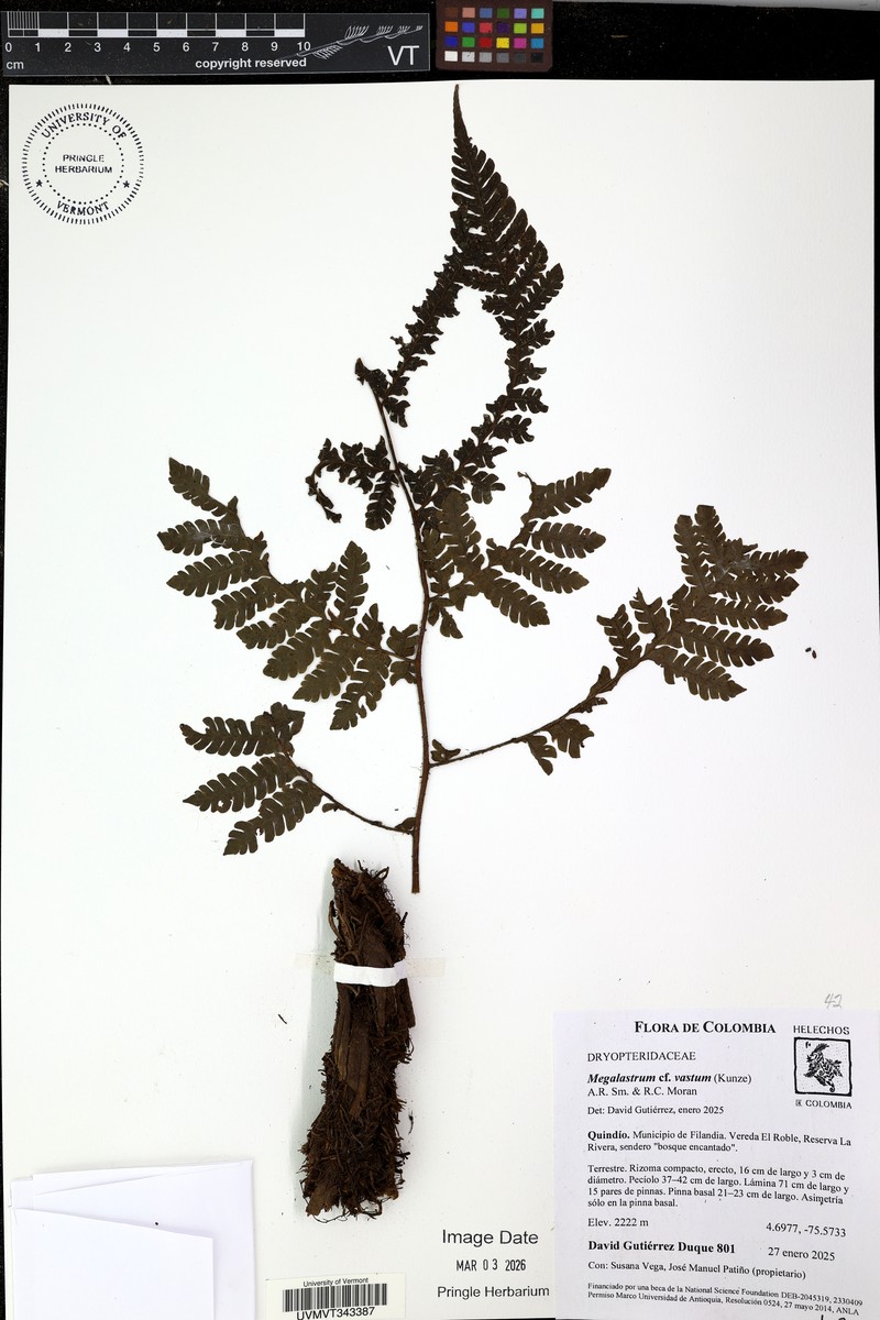 Megalastrum vastum photo 2