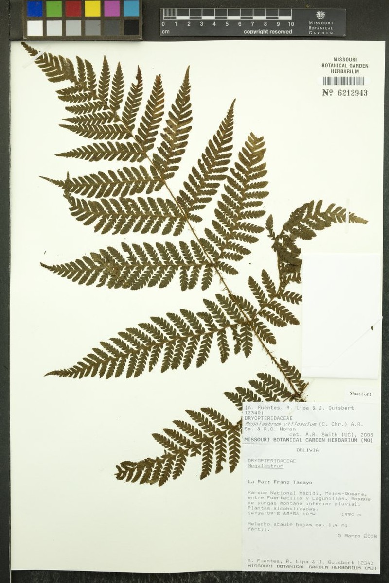 Megalastrum villosulum