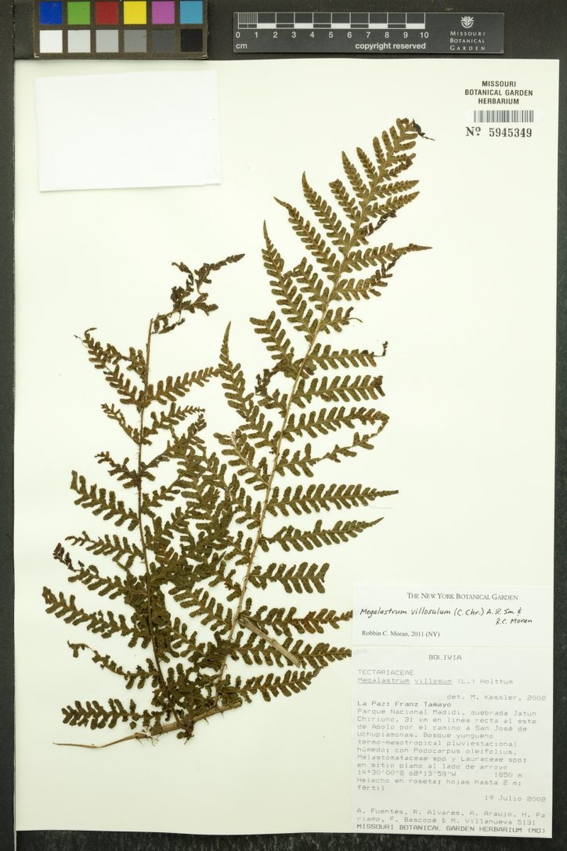 Megalastrum villosulum photo 2