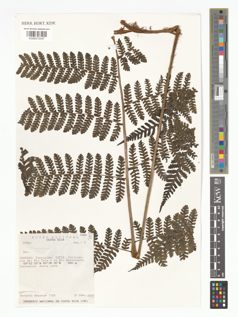 Megalastrum villosum