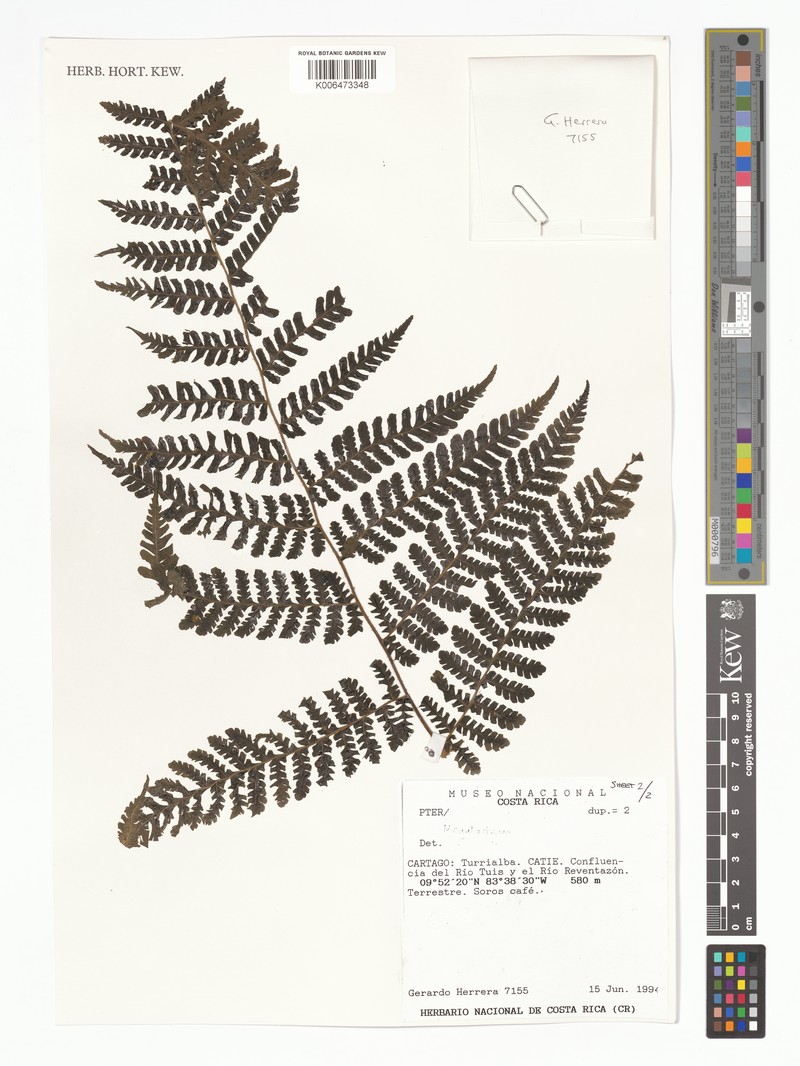Megalastrum villosum photo 2
