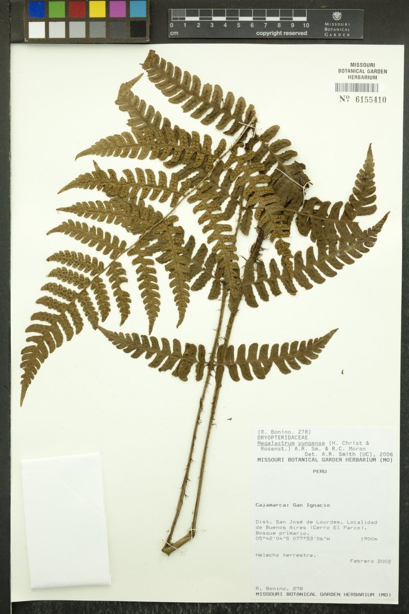 Megalastrum yungense