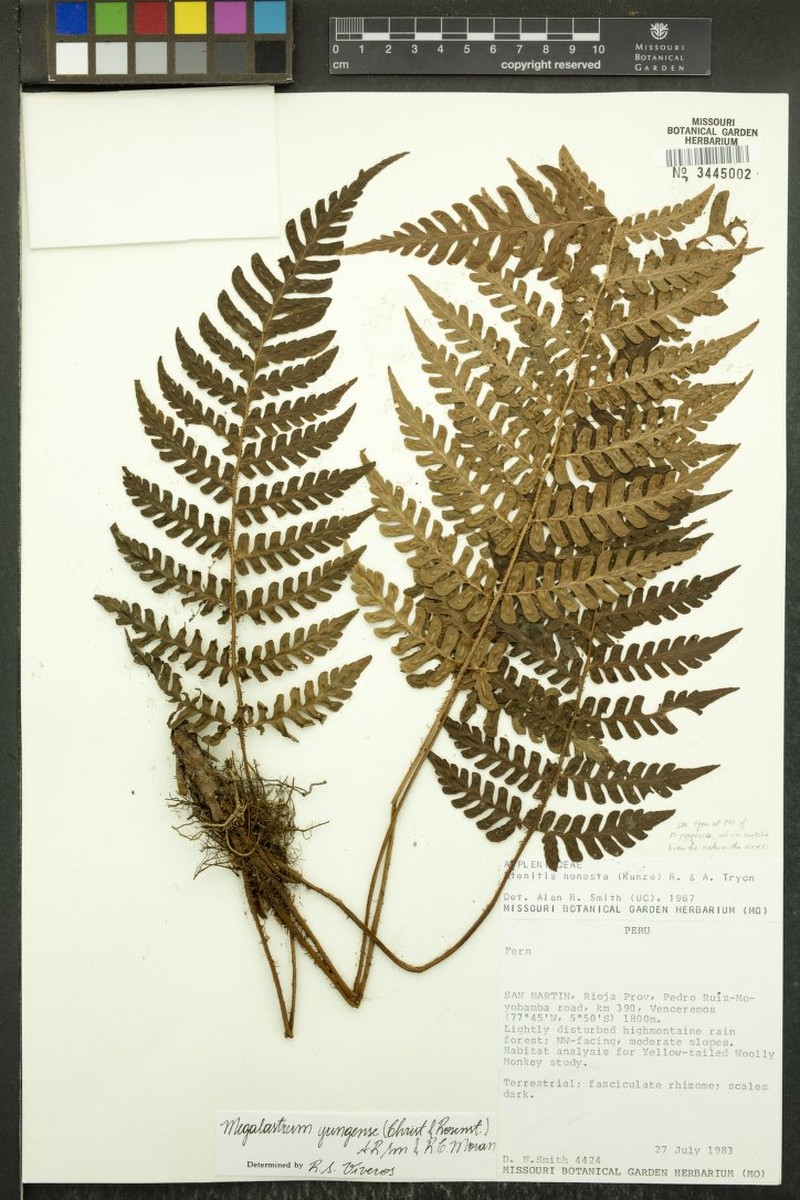 Megalastrum yungense photo 2